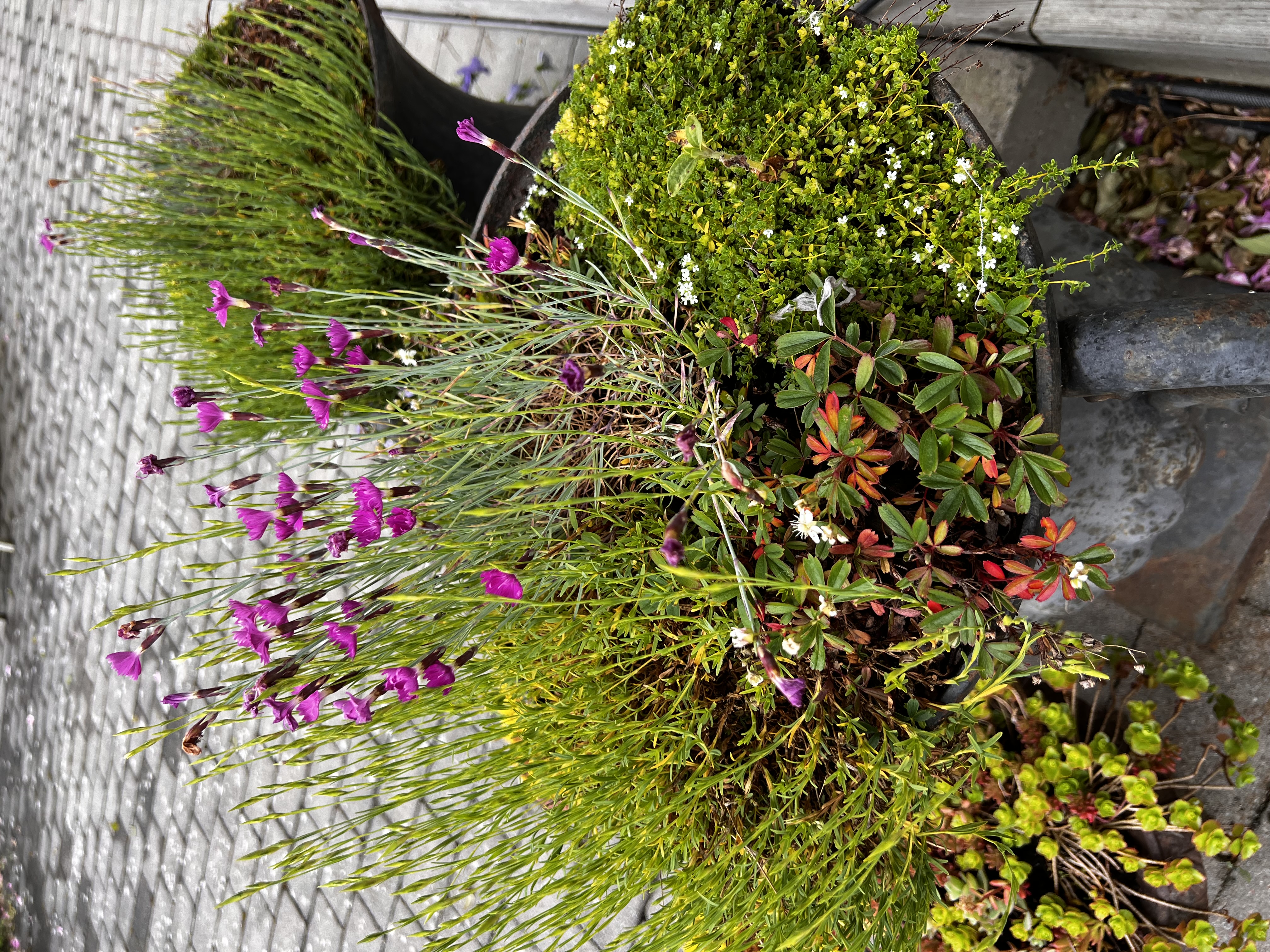 Stenpartiväxter i kruka