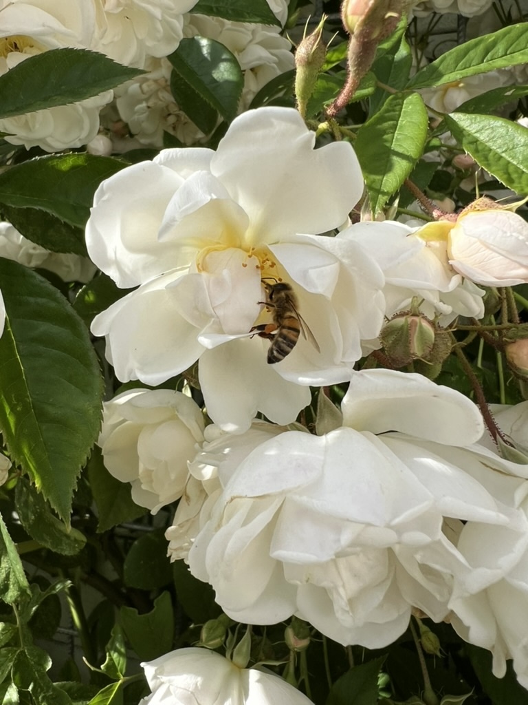 Bi samlar pollen från honungsros