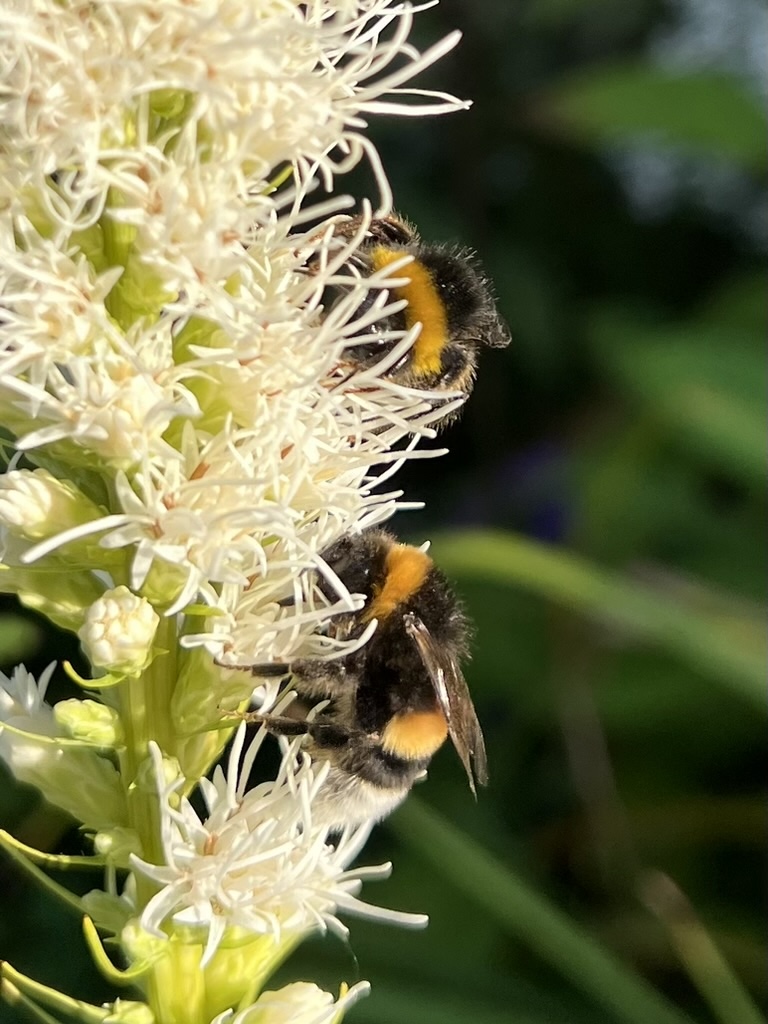 Humlor och rosenstav