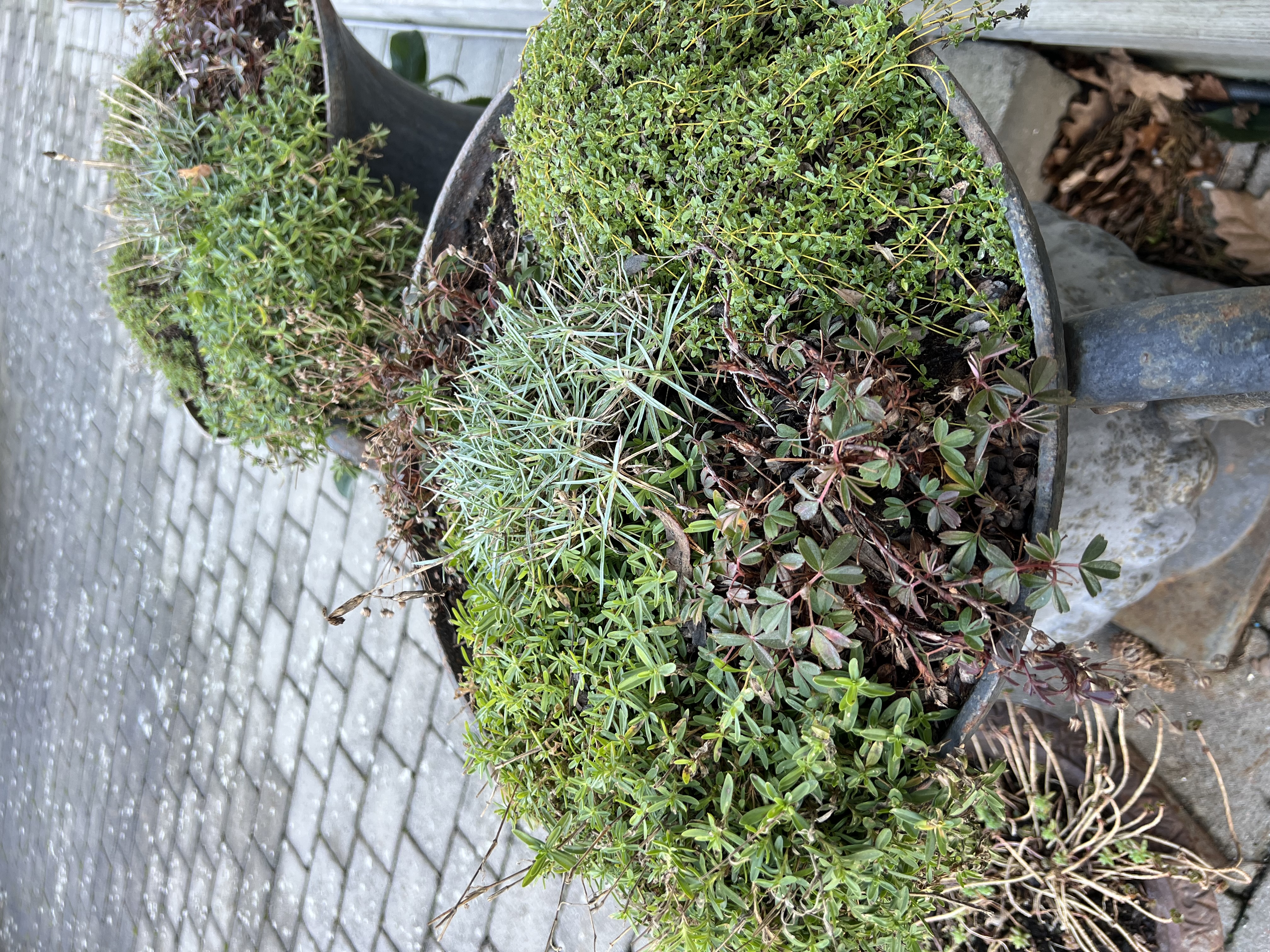 Stenpartiväxter i kruka